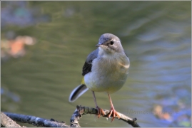 <p>KONIPAS HORSKÝ (Motacilla cinerea) /Grey wagtail - Gebürgsstelze/</p>